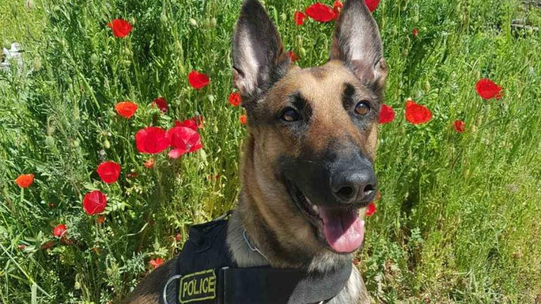 Μετέφερε 38 κιλά κάνναβη αλλά υπολόγιζε χωρίς τη… Minnie