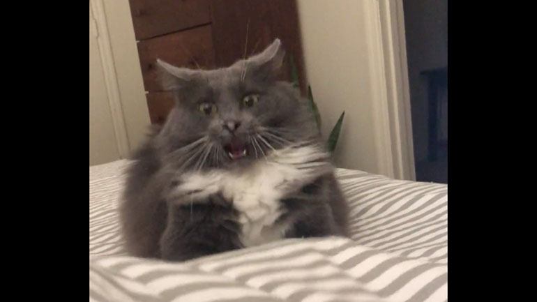 Η αστεία αντίδραση της γάτας