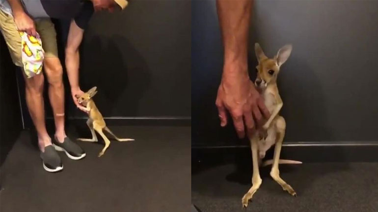 Το γλυκύτατο ορφανό καγκουρό