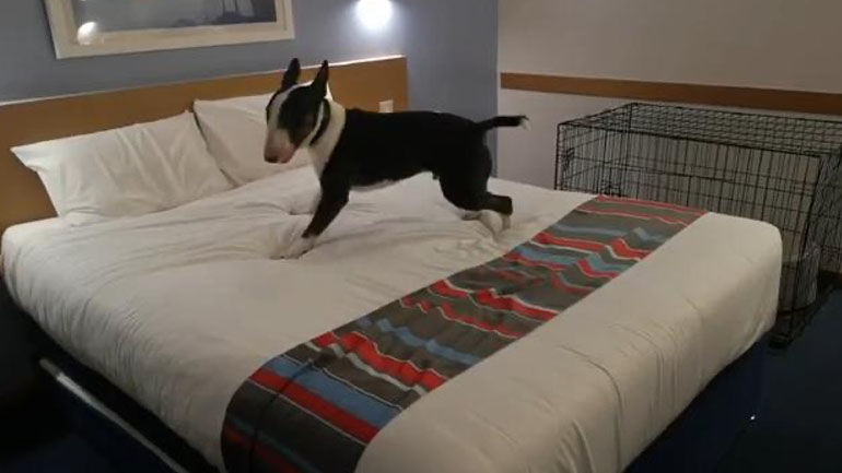 Ένας υπερβολικά ενθουσιασμένος σκύλος