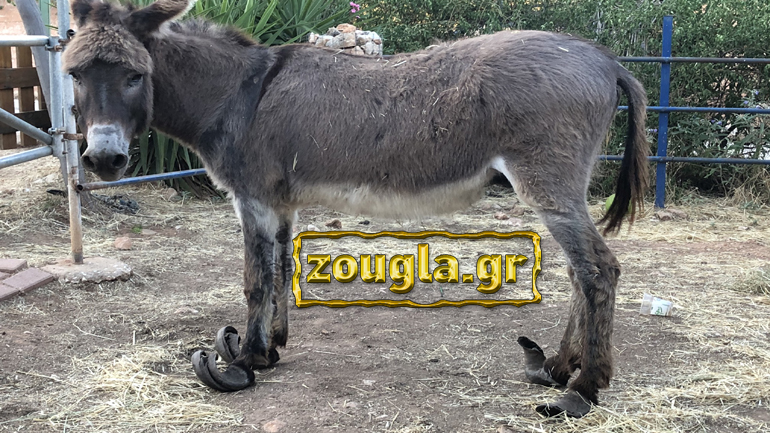 Τι συνέβη πραγματικά με το κακοποιημένο γαϊδουράκι και τη δικαστική περιπέτεια 80χρονης γυναίκας