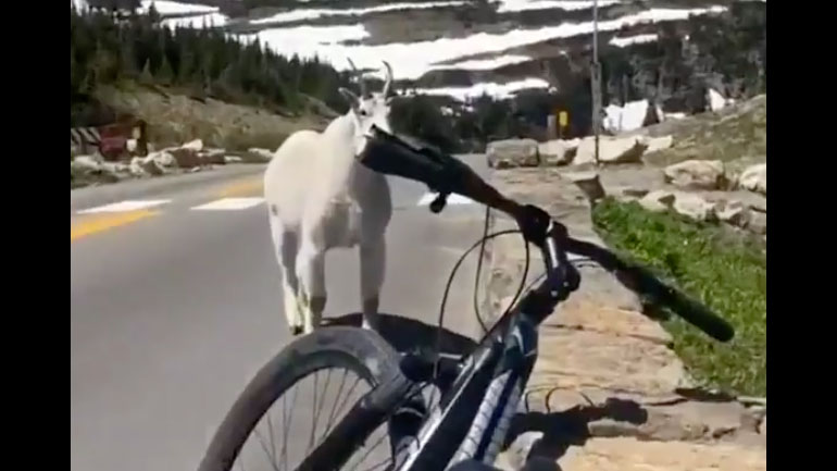 Έχετε ξαναδεί τέτοια κατσίκα;