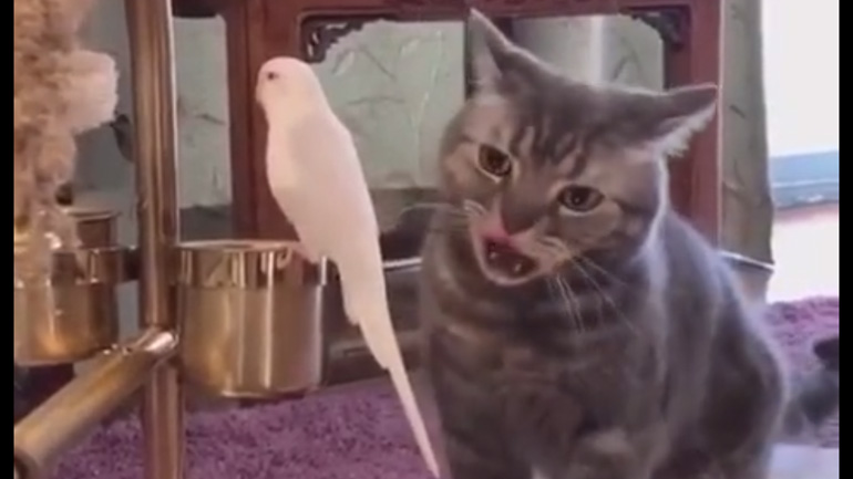 Γάτα σε πειρασμό