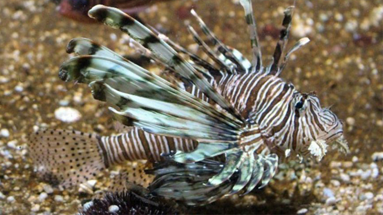 «Εισβολή» 2.500 νέων ξενικών ειδών ζωής στην Ευρώπη