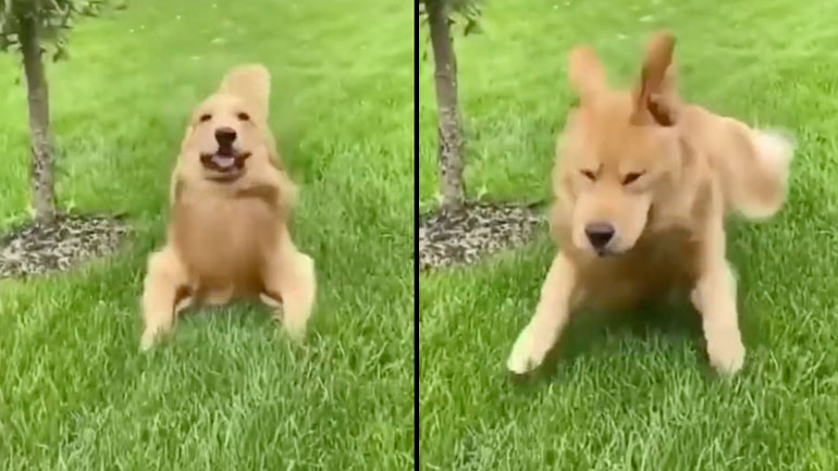 Υπερβολικά χαρούμενος σκύλος