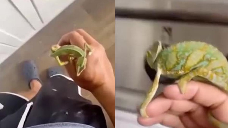 Η καλύτερη μυγοσκοτώστρα