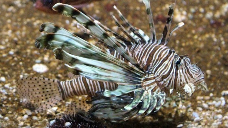 H επέλαση: 2.500 νέα ξενικά είδη ζωής αναμένεται να «εισβάλουν» στην Ευρώπη