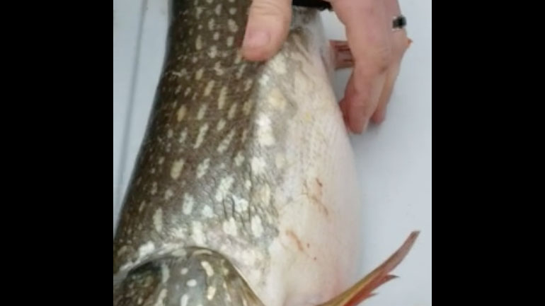 Έκπληξη μέσα στο ψάρι