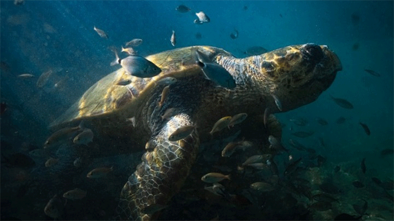 Φρεντ Φουζέα: «Η Ελλάδα είναι ένα πραγματικό φυσικό κόσμημα του πλανήτη»