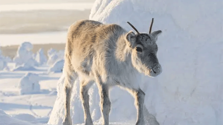 «Αϊλό: Ο Μικρός Ήρωας» του Γκιγιόμ Μαϊντατσέφσκι
