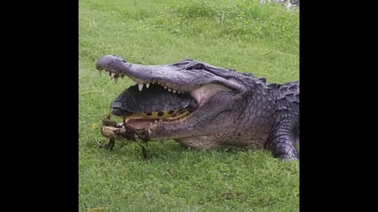 Χελώνα γλιτώνει από τα δόντια ενός αλιγάτορα