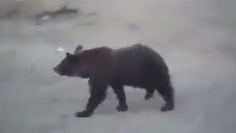 Πώς θα τρομάξετε μια αρκούδα