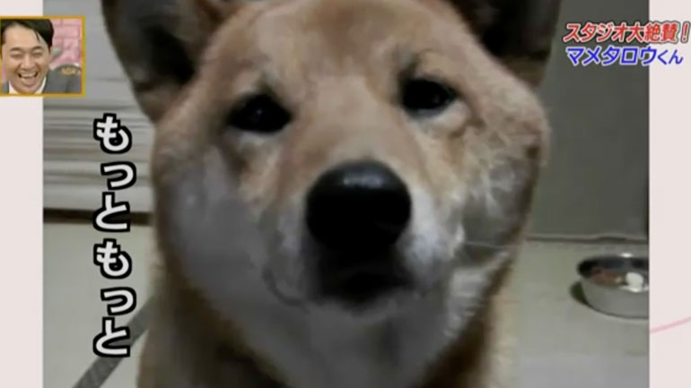 Eκπαιδευμένος σκύλος μειώνει την ένταση της φωνής του