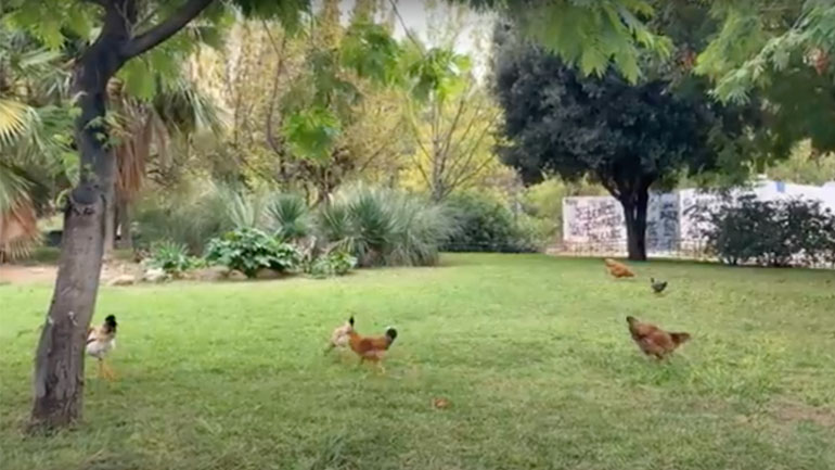 Κότες ελευθέρας βοσκής επί της οδού Βικέλα