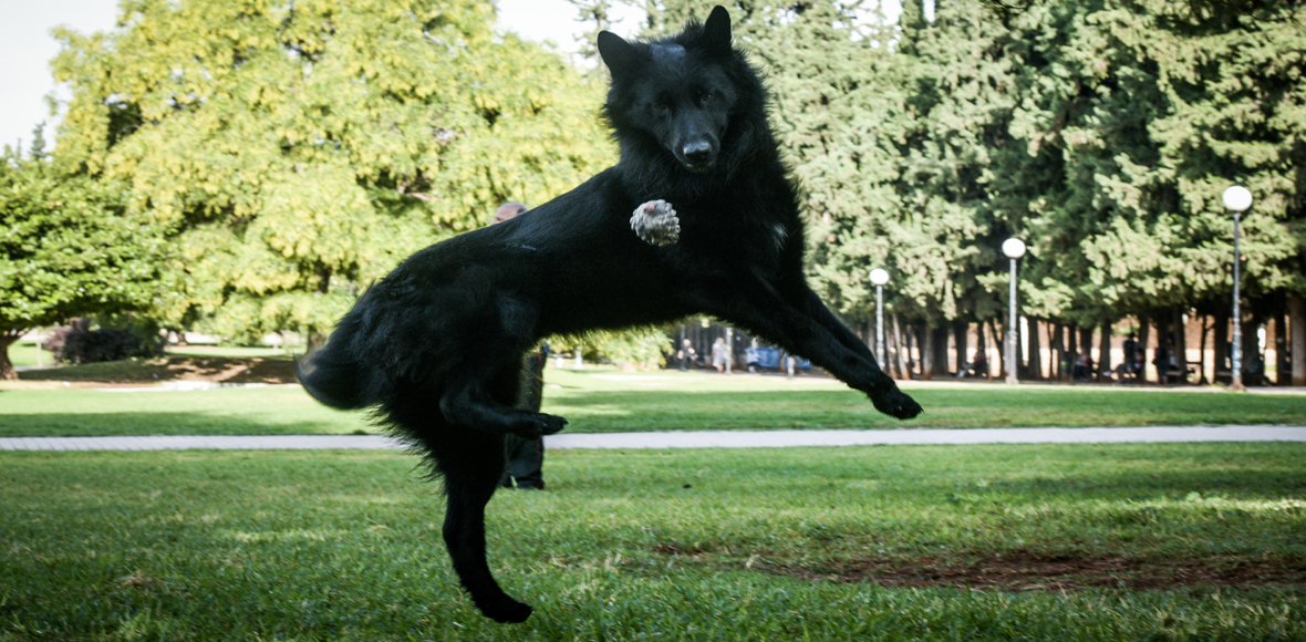 Παγκόσμια Ημέρα των Ζώων