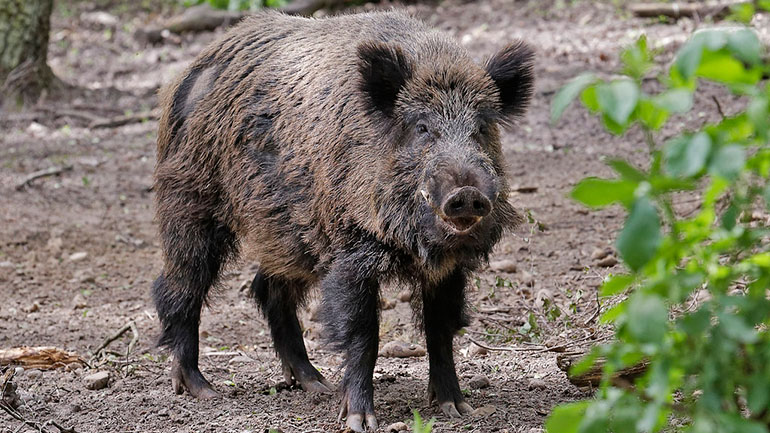 Γερμανία: Εντοπίστηκαν άλλα τρία κρούσματα αφρικανικής πανώλης των χοίρων σε αγριόχοιρους