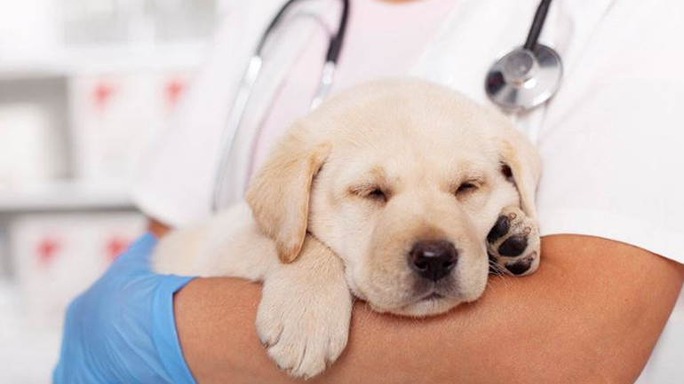 Πώς θα καταλάβετε εάν ο σκύλος σας είναι κρυωμένος