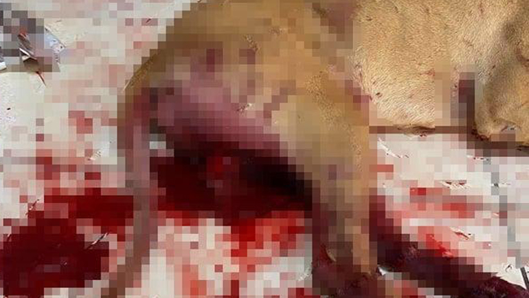 Χανιά: Άνδρας ευνούχισε και κρέμασε τον σκύλο του – Ανθρωποκυνηγητό για τη σύλληψή του Χανιά: Άνδρας ευνούχισε και κρέμασε τον σκύλο του – Ανθρωποκυνηγητό για τη σύλληψή του