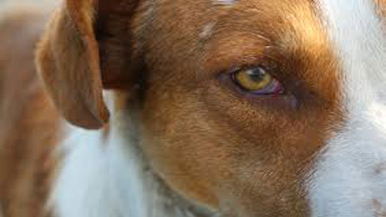 Τι θα γίνει επιτέλους με τους κατά συρροή βασανιστές  σκύλων στην Κρήτη;