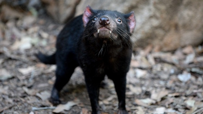 Ο Κρις Χέμσγουορθ αγωνίζεται για τη διάσωση του Διαβόλου της Τασμανίας