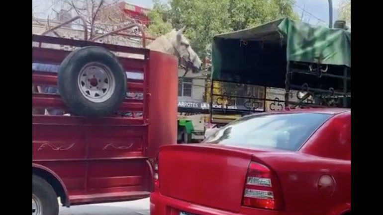 To άλογο είναι λάτρης της ραπ μουσικής 