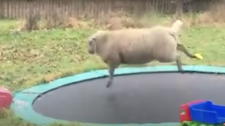 Πρόβατο ανακαλύπτει ένα τραμπολίνο