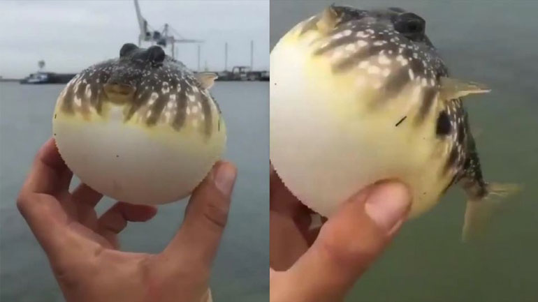 Όταν ένα ψάρι πάφερ νιώθει ότι απειλείται