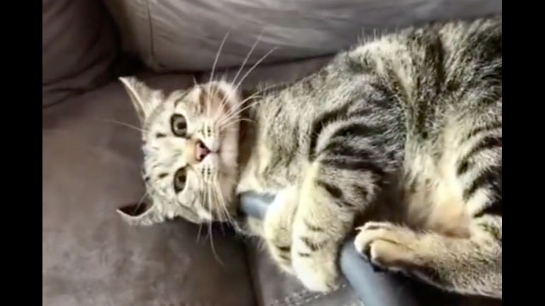 Γάτα παίζει με την ηλεκτρική σκούπα