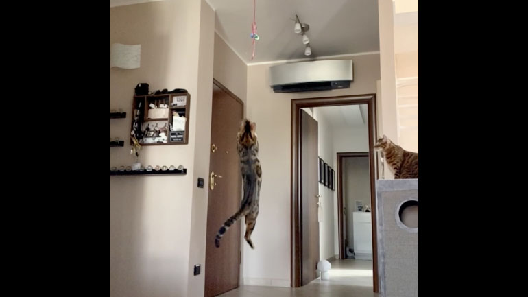 Η γάτα κάνει ένα γιγαντιαίο άλμα