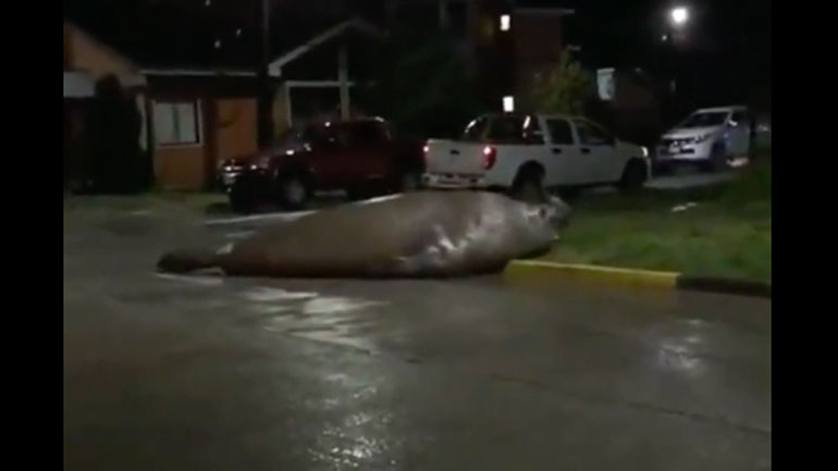 Ένας θαλάσσιος ελέφαντας χάνεται στο κέντρο της πόλης (Χιλή)