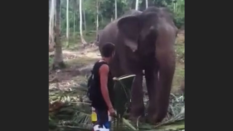 Ο ελέφαντας δεν θέλει παρέα όταν τρώει