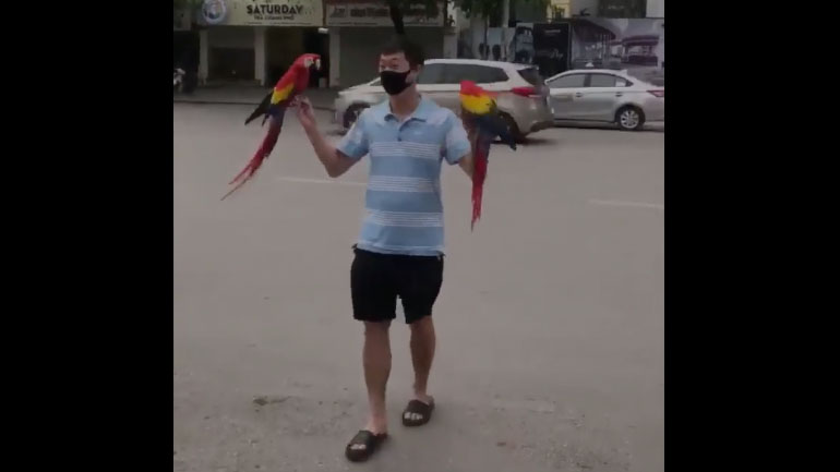 Εκπαιδευμένοι μακάο πετούν σε μια πόλη