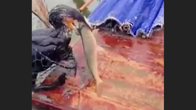 Εκπαιδευμένα πουλιά για ψάρεμα