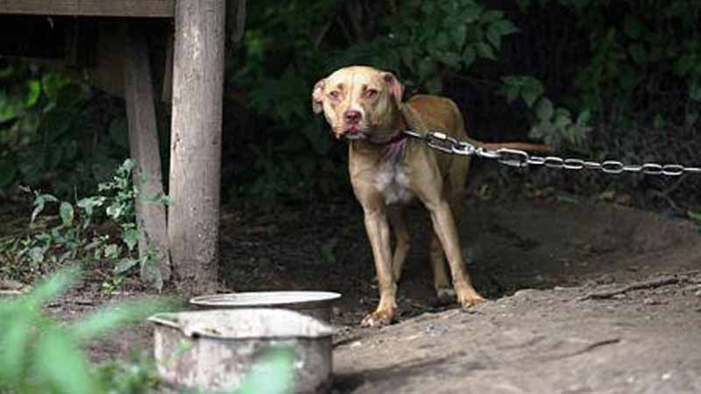 Το Υπουργείο Αγροτικής Ανάπτυξης προτείνει την αυστηροποίηση των ποινών για τον βασανισμό ζώων