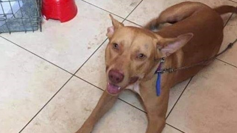 Παρουσιάστηκε στις Αρχές ο άνδρας που βασάνισε τον σκύλο στην Κρήτη