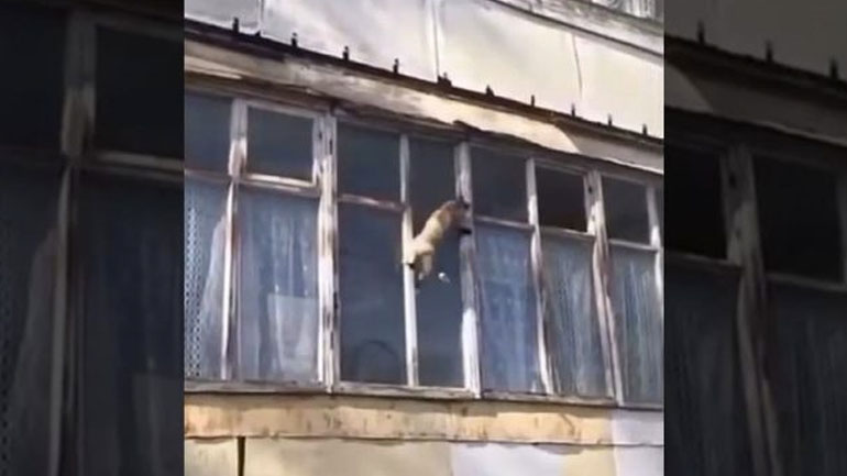 Γάτα σε επικίνδυνη αποστολή