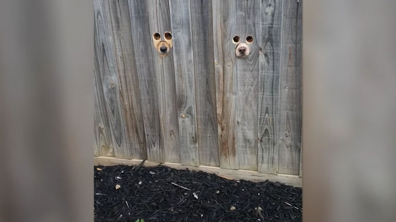 Ειδικές τρύπες στον φράχτη για τους σκύλους