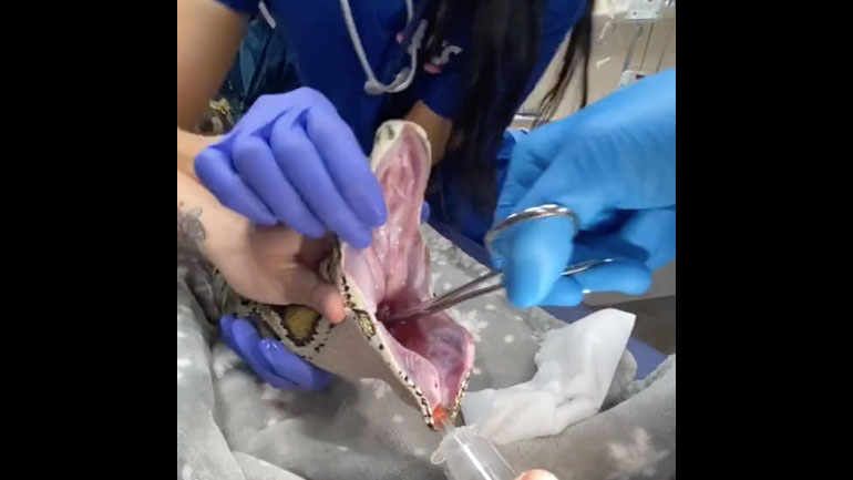 Κτηνίατροι εξάγουν ένα παράξενο αντικείμενο από το στομάχι ενός φιδιού
