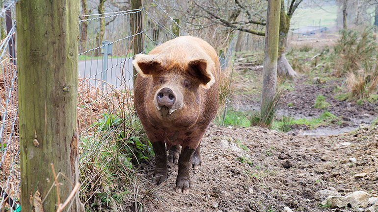 Η Νότια Κορέα προχώρησε στη σφαγή 1.500 χοίρων μετά την εμφάνιση κρουσμάτων αφρικανικής πανώλης