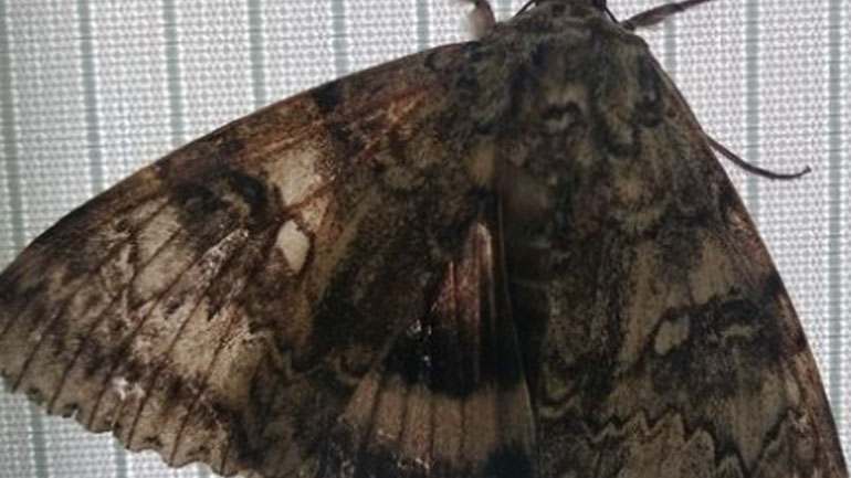 Πεταλούδα σε μέγεθος πουλιού ανακαλύφθηκε στο Τσερνόμπιλ