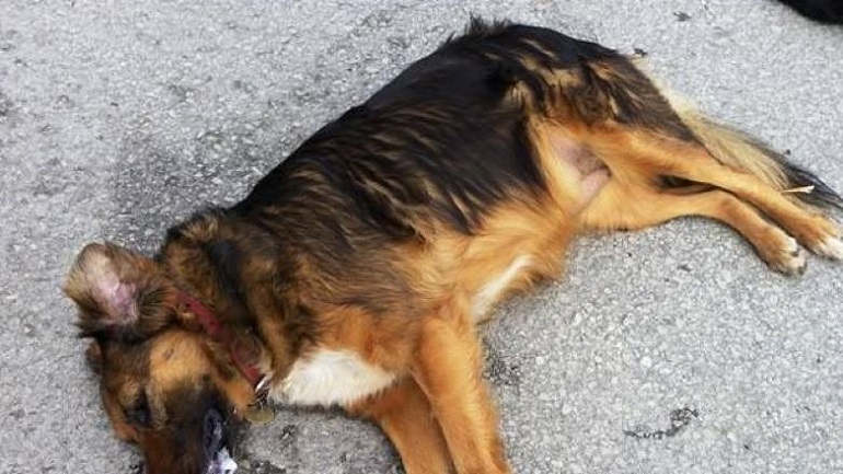 Μαζικές δηλητηριάσεις σκύλων στην Έδεσσα – Έντονες αντιδράσεις για το θλιβερό φαινόμενο