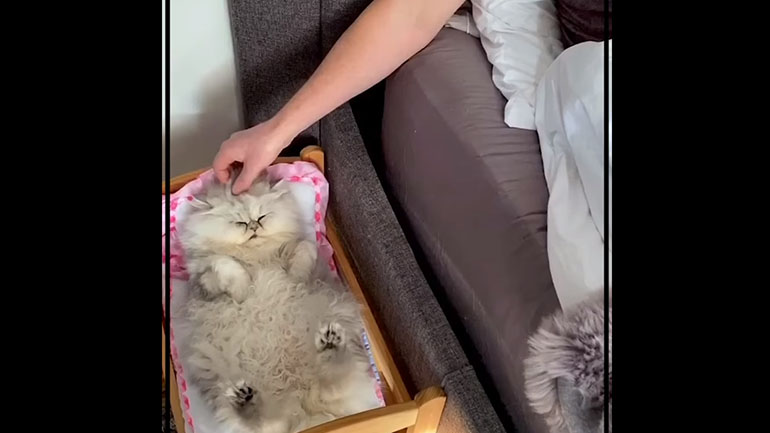 Όταν έχεις τα κατοικίδιά σου σαν παιδιά σου