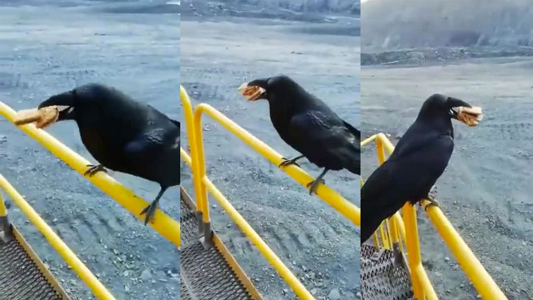 Πόσα μπισκότα μπορεί να πιάσει ένα κοράκι με το ράμφος του;