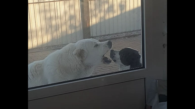 Δύο σκύλοι καβγαδίζουν