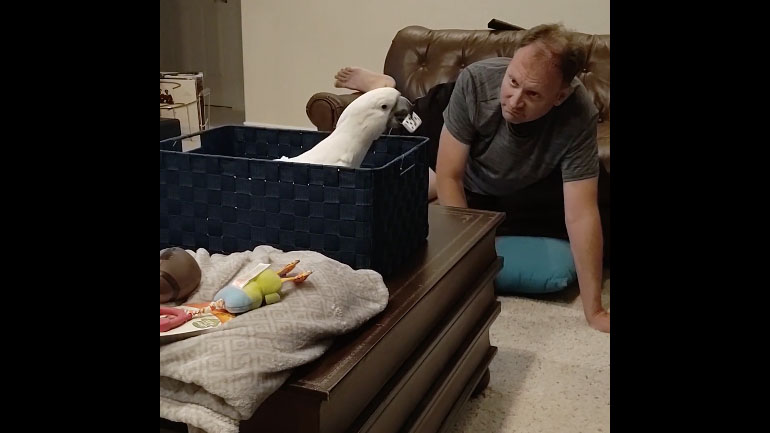 Στον παπαγάλο δεν αρέσει η καθαριότητα