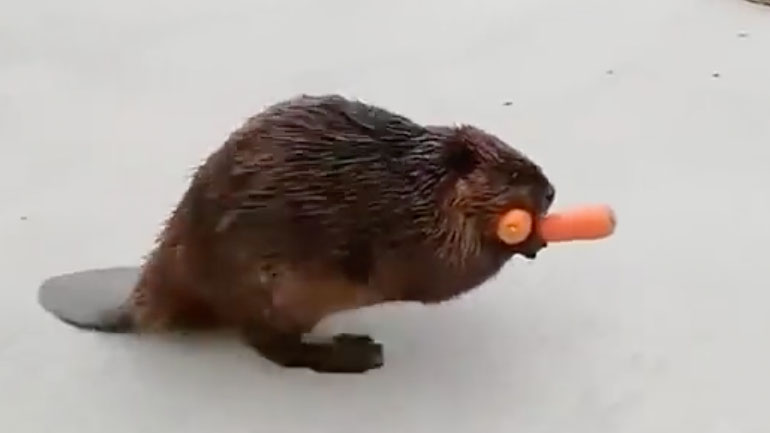 Έφερα να φάμε!