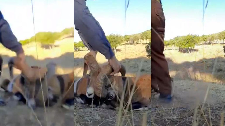 Άνδρας βοηθά δύο κριάρια που έχουν μπλεχτεί 