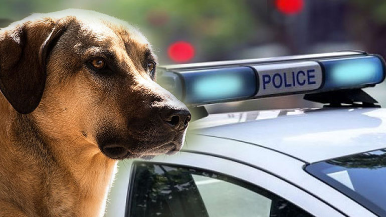 Άνδρας μαχαίρωσε σκυλί στη Νίκαια υποστηρίζοντας ότι δέχθηκε επίθεση