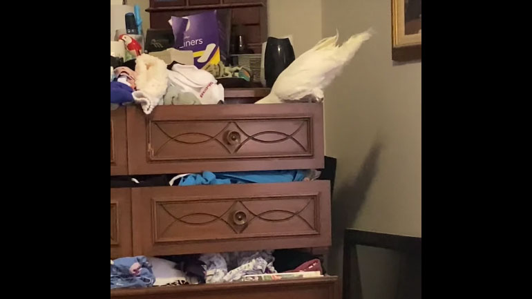 O κοκατού καθαρίζει το συρτάρι με τις κάλτσες