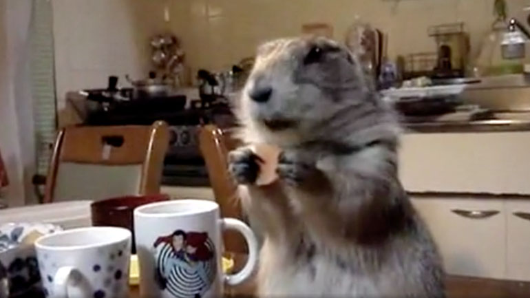 Η μαρμότα και το μπισκότο